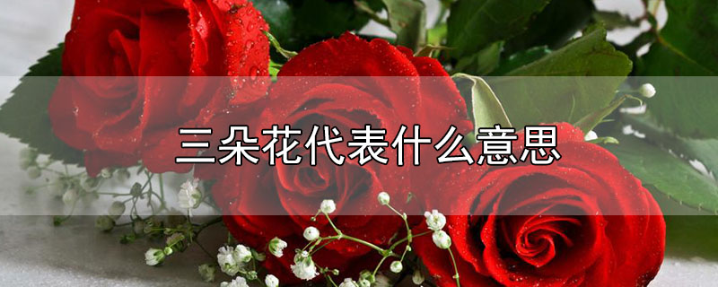 三朵花代表什么意思